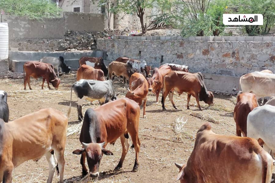 ارتفاع نسبي في أسعار المواشي في عدن  وسط طلب متزايد