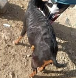 مليشيا الحوثي تقصف قرى الصياحي بالضباب غربي تعز
